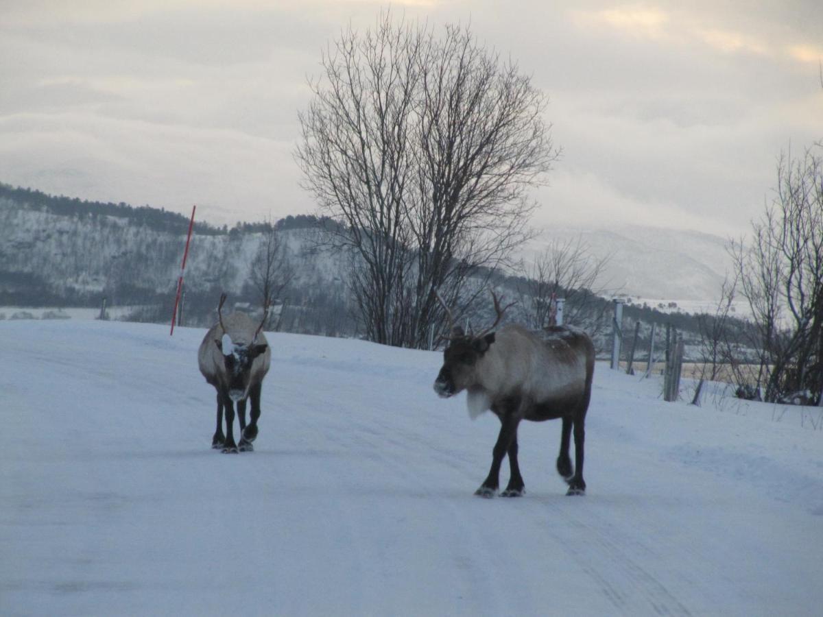 Malangen Lodge Mestervik Екстер'єр фото